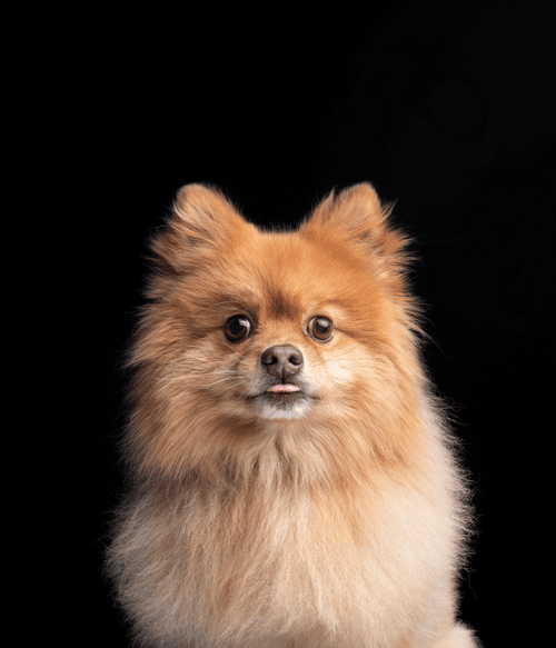 Pomeranian #DA111