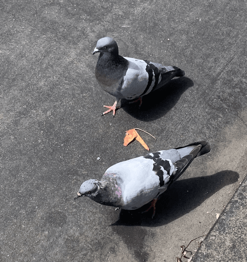 Bonded Pigeon Pair