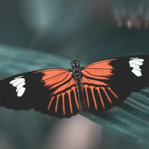 WINGS OF BEAUTY