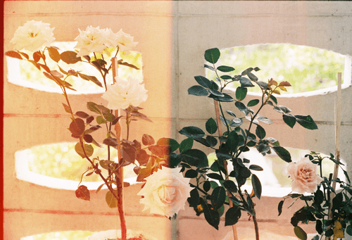 I give you flowers 