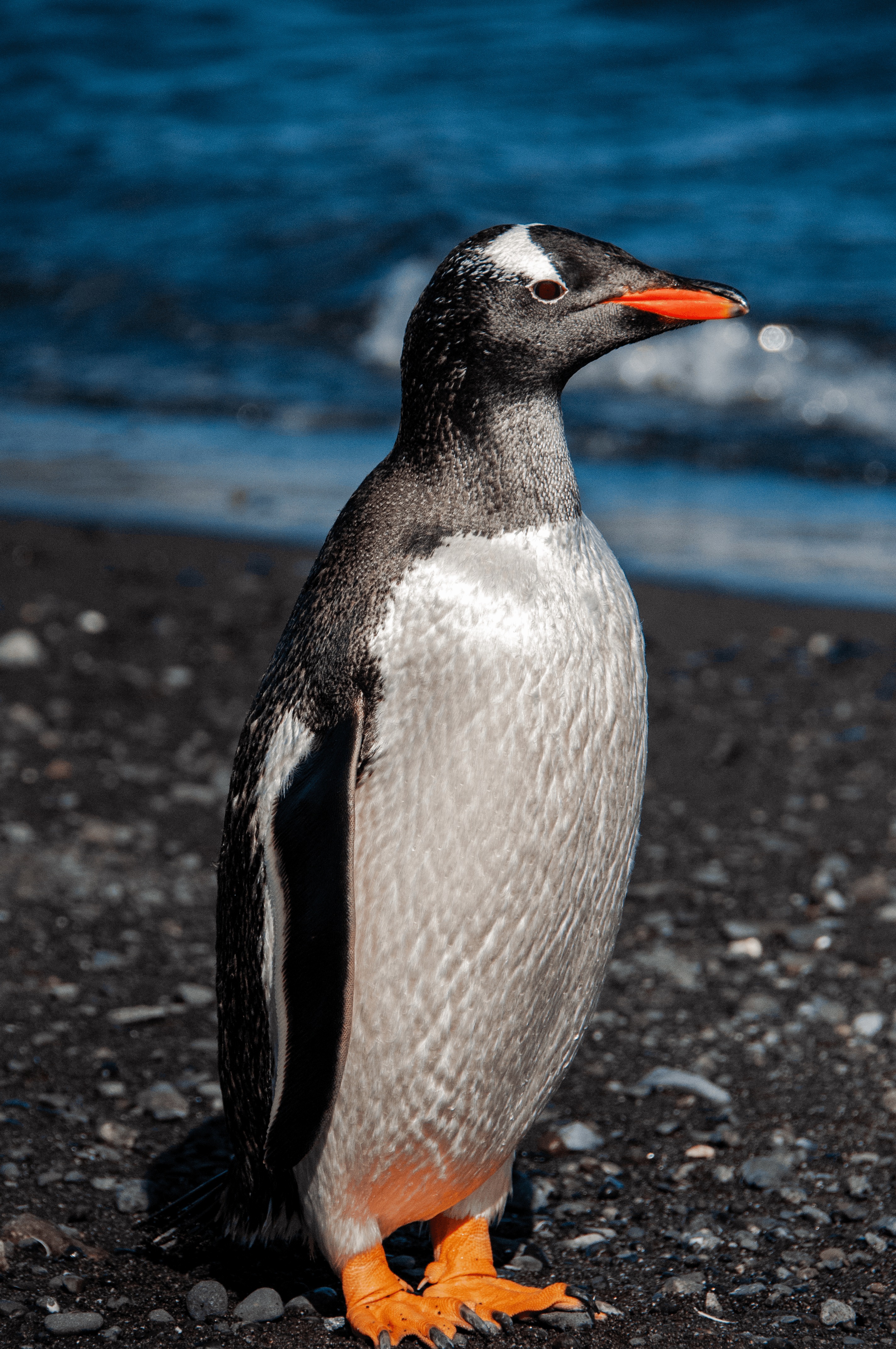 Private - Gentoo Penguin - Antarctica