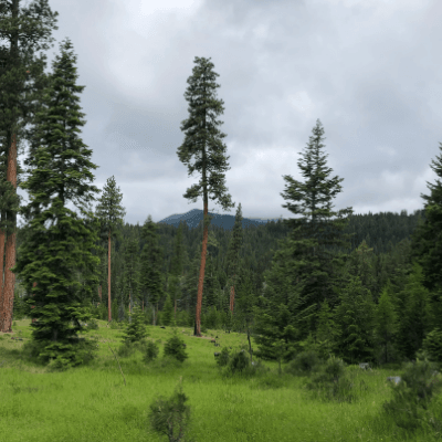 Wood_Knox