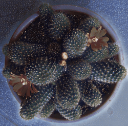 Cactus beauty collection image
