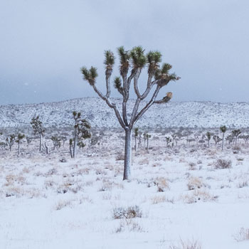 Joshua Tree in Winter collection image