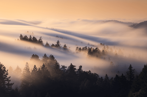 A Symphony of Fog #38