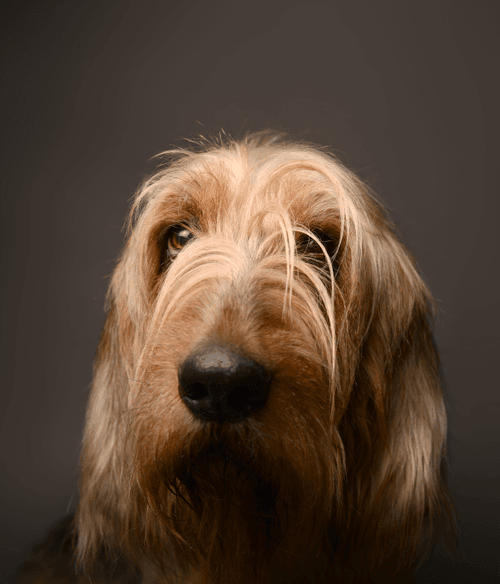 Otterhound #DA235