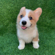 BINU THE CORGI