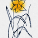 Ukrainian flowers