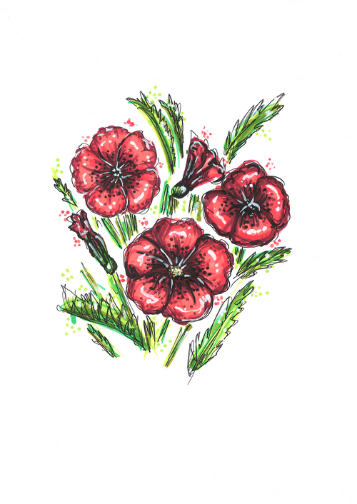 Poppies