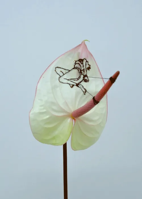 Anthurium Collection