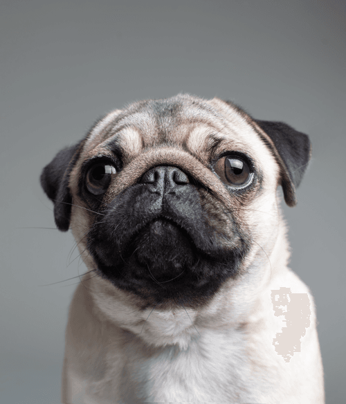 Pug #DA236