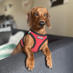 Larry the Dachshund collection image