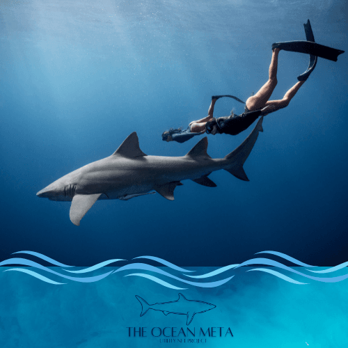 The Ocean Meta - Shark Education Learn 2 Earn Event