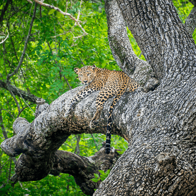 City to Wilderness | Sri Lanka by Joseph Anthony