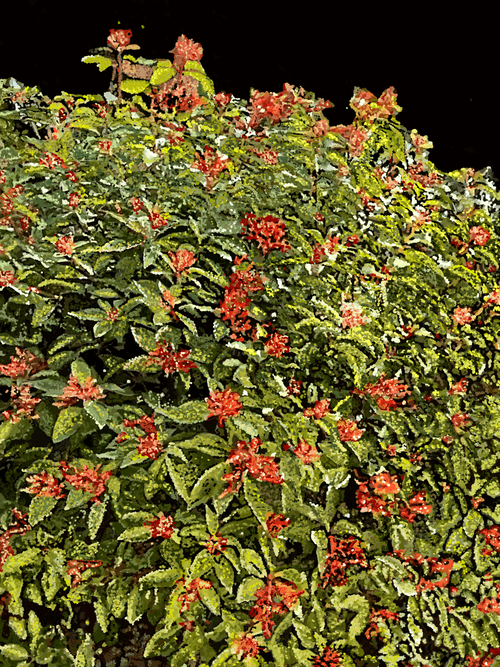 'HoneySuckle' - H.SKIII