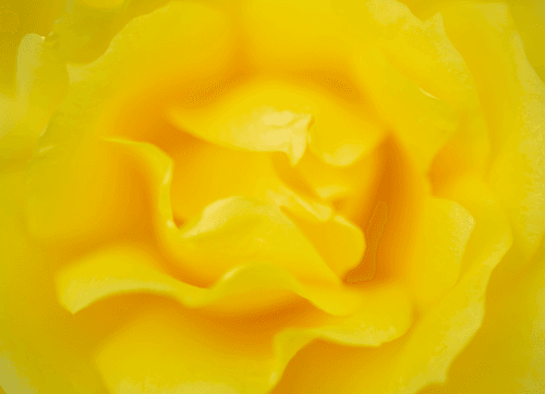The Yellow Moods