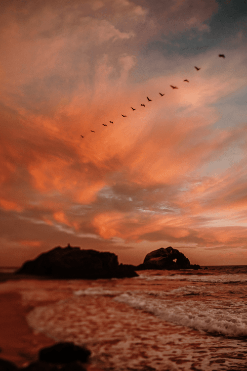 Pelican Flight at Sunset