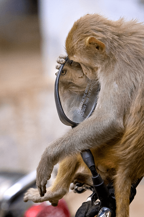 Monkey in the Mirror