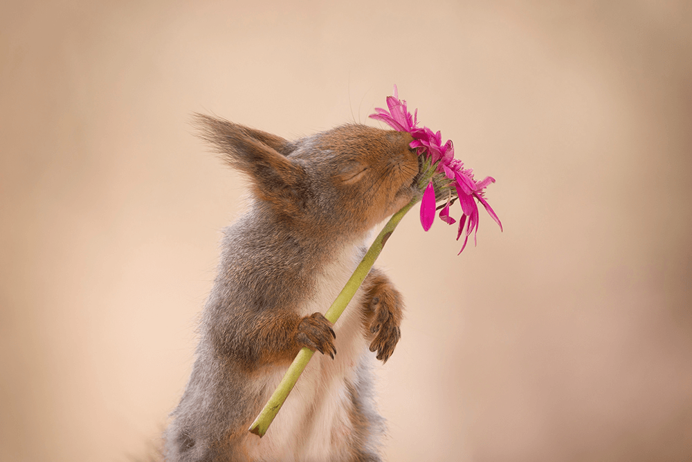 Squirrel in love