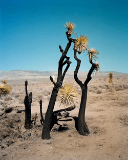 Gregory Halpern | ZZYZX collection image