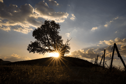 Wild Pear Tree
