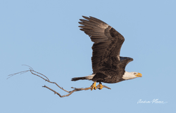 American Bald Eagles collection image
