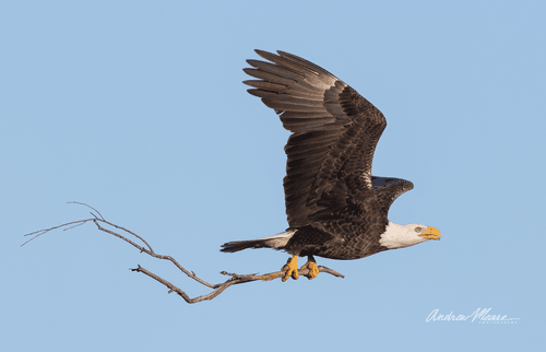 American Bald Eagles