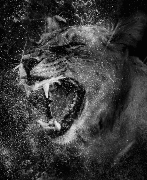 Waterfall Series - Lioness Roar