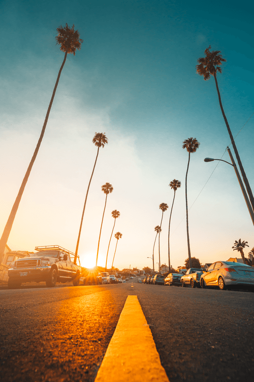 Yellow Brick Palms