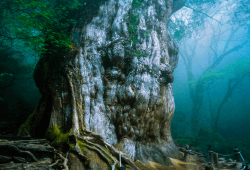 Earth Collection by Mike Yamashita