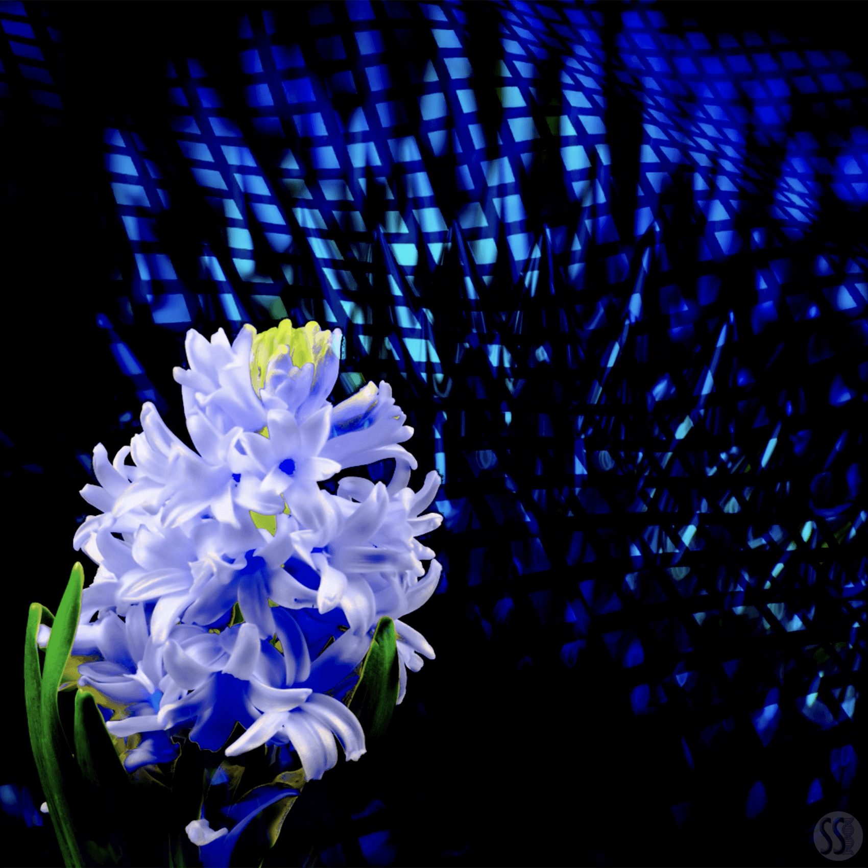 Hyacinth