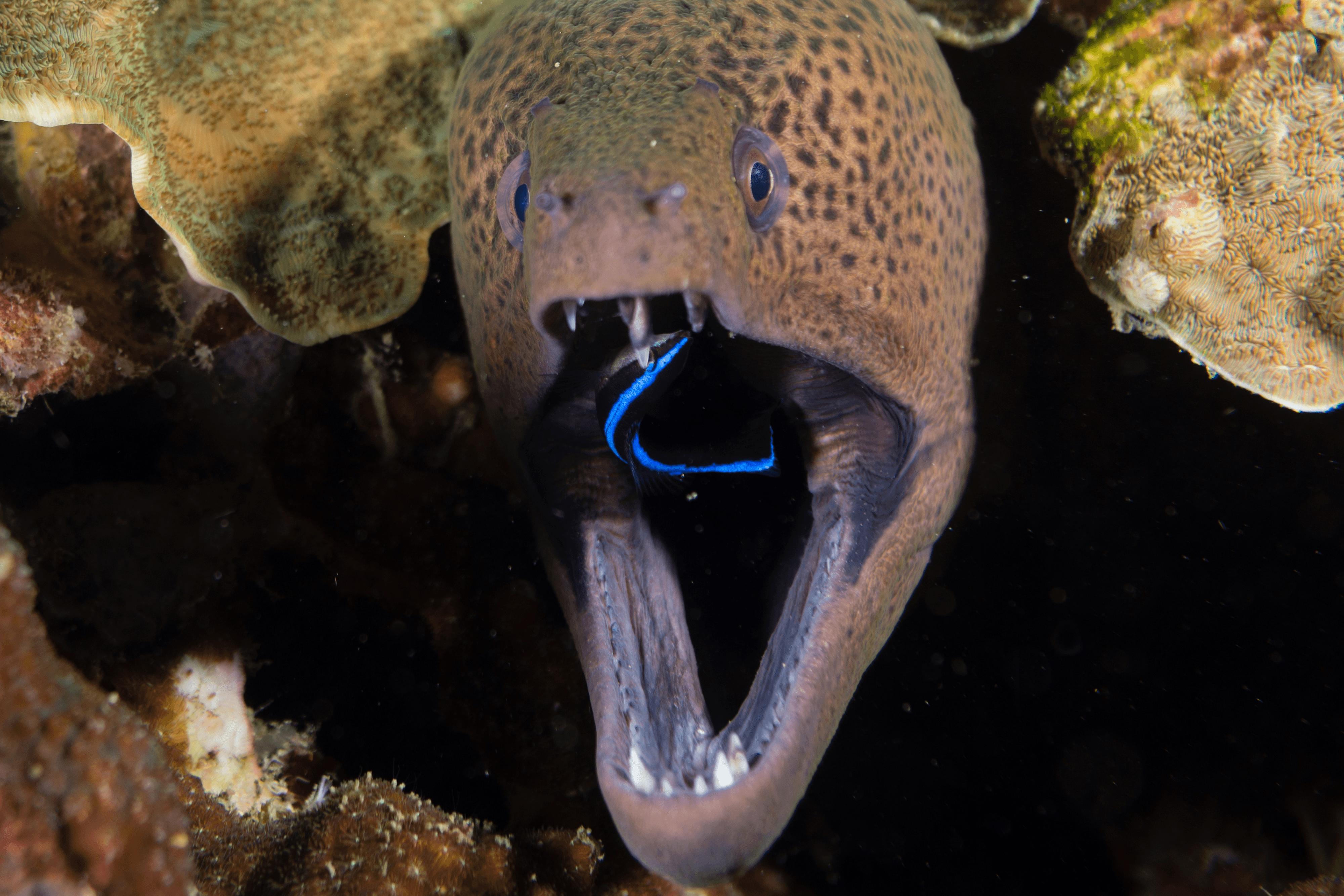 Giant Moray with a cleaner wrasse