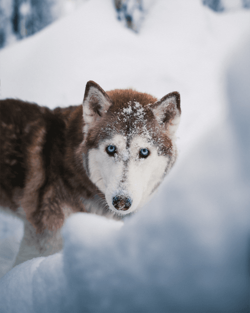 Magic of Lapland