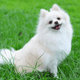 Tiny Pomeranian