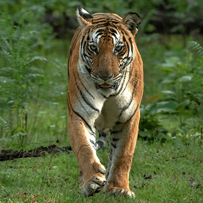 VIVEK SADASIVAN TIGER EDITIONS