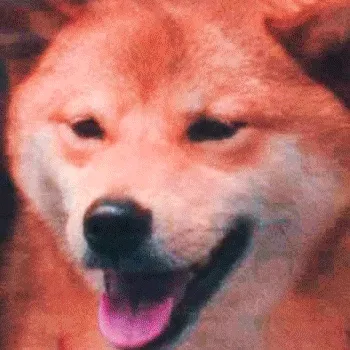 Taiwan Lofi Presents: Dogs Of Taiwan