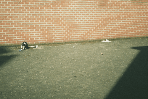 Gizmo sniffs his own urine