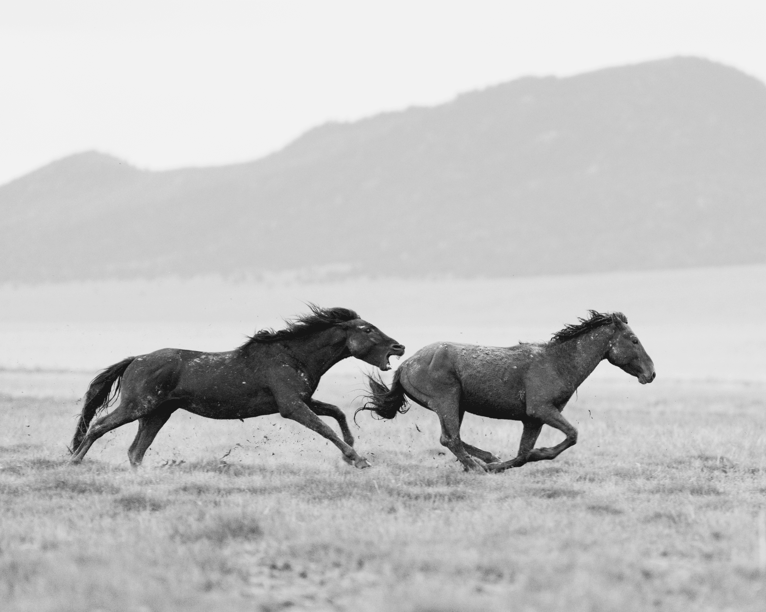 Wild Mustangs: The Chase