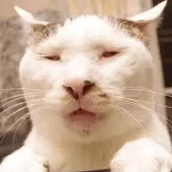 How ugly can a cat be collection image