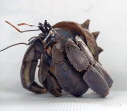 Super Rare Hermit Crab collection image