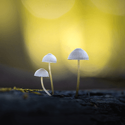 Magic Mushrooms V3 collection image