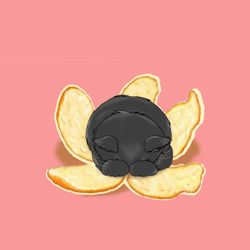 Cat from fruit...gif collection image