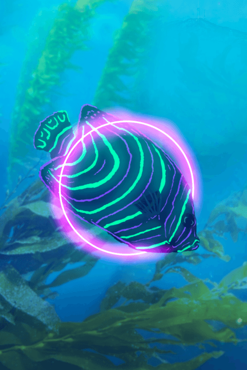 The Korean Koran Angelfish
