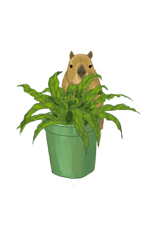 Where's the capybara(Fern)