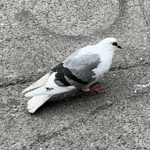 Rare Pigeon