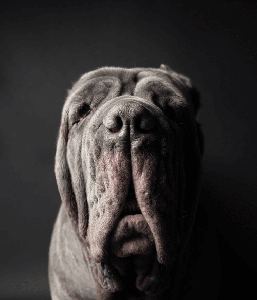 Neapolitan Mastiff #DA108