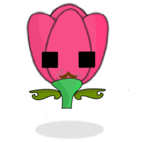 Tulipa chroma