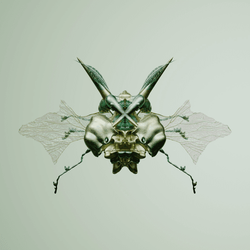 Coleopterao colchiatus