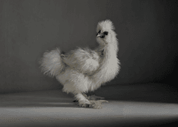 chicken.photos - The Chick collection image