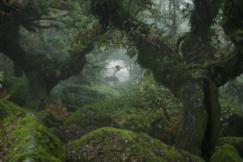 MYSTICAL LXXIV (ESCAPE)